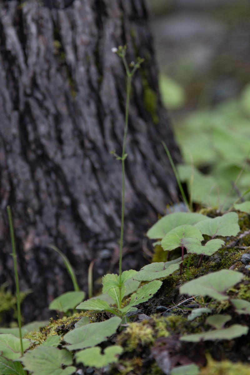 Triplostegia alpina