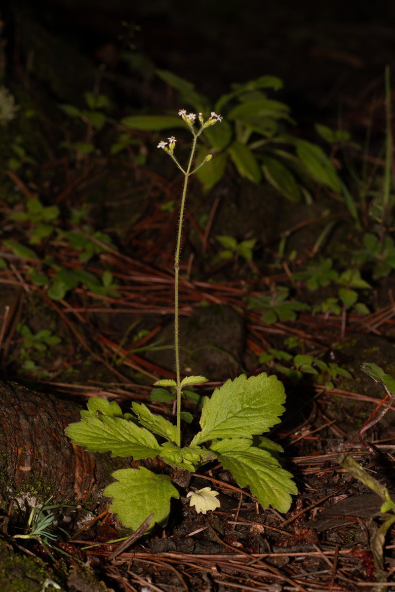 Triplostegia alpina photo 2