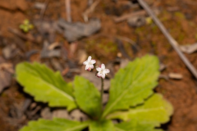 Triplostegia alpina photo 3