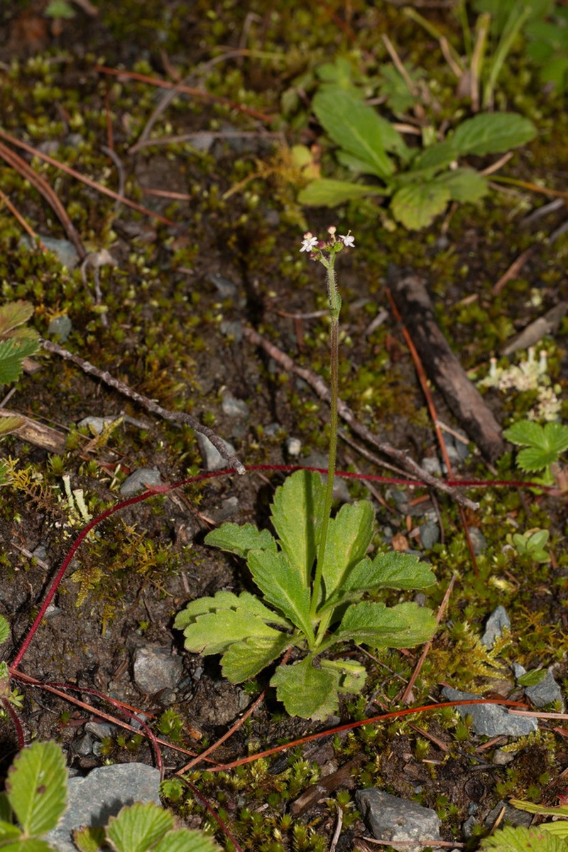 Triplostegia alpina photo 4
