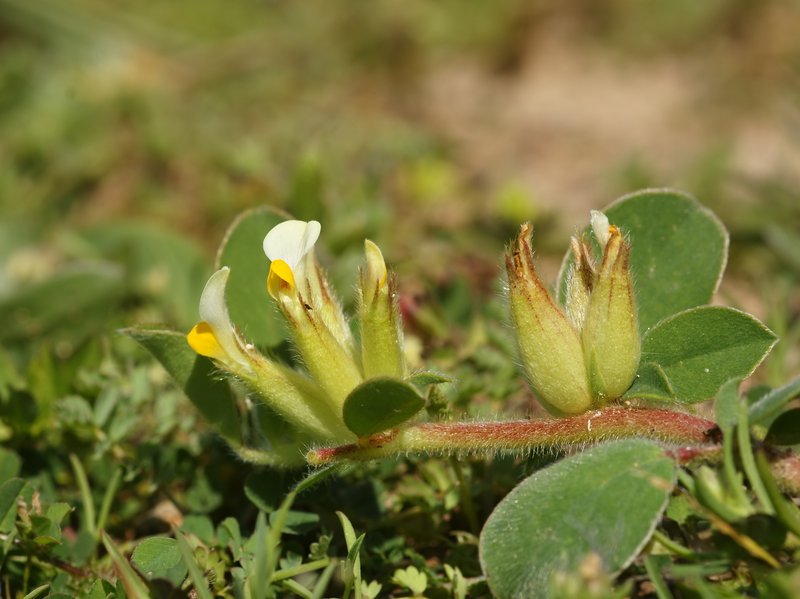 Tripodion tetraphyllum