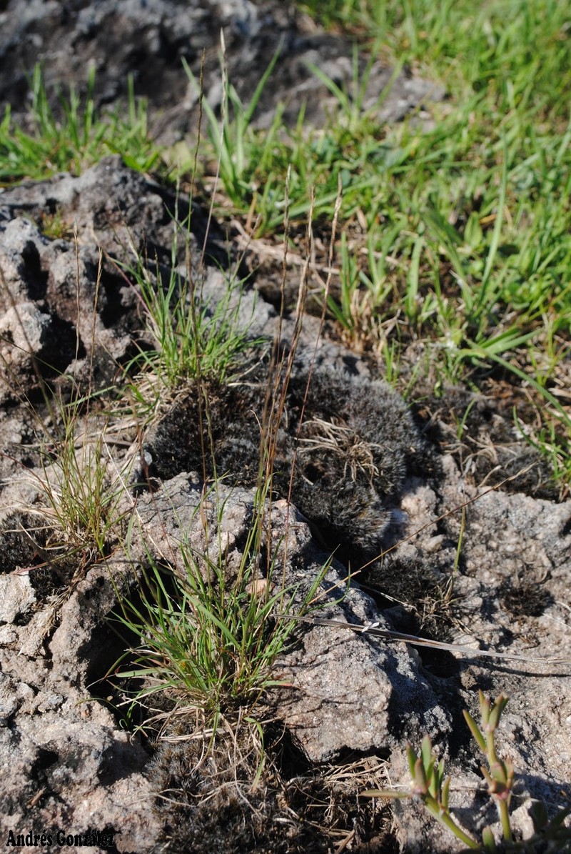 American Fiveminute Grass photo 5
