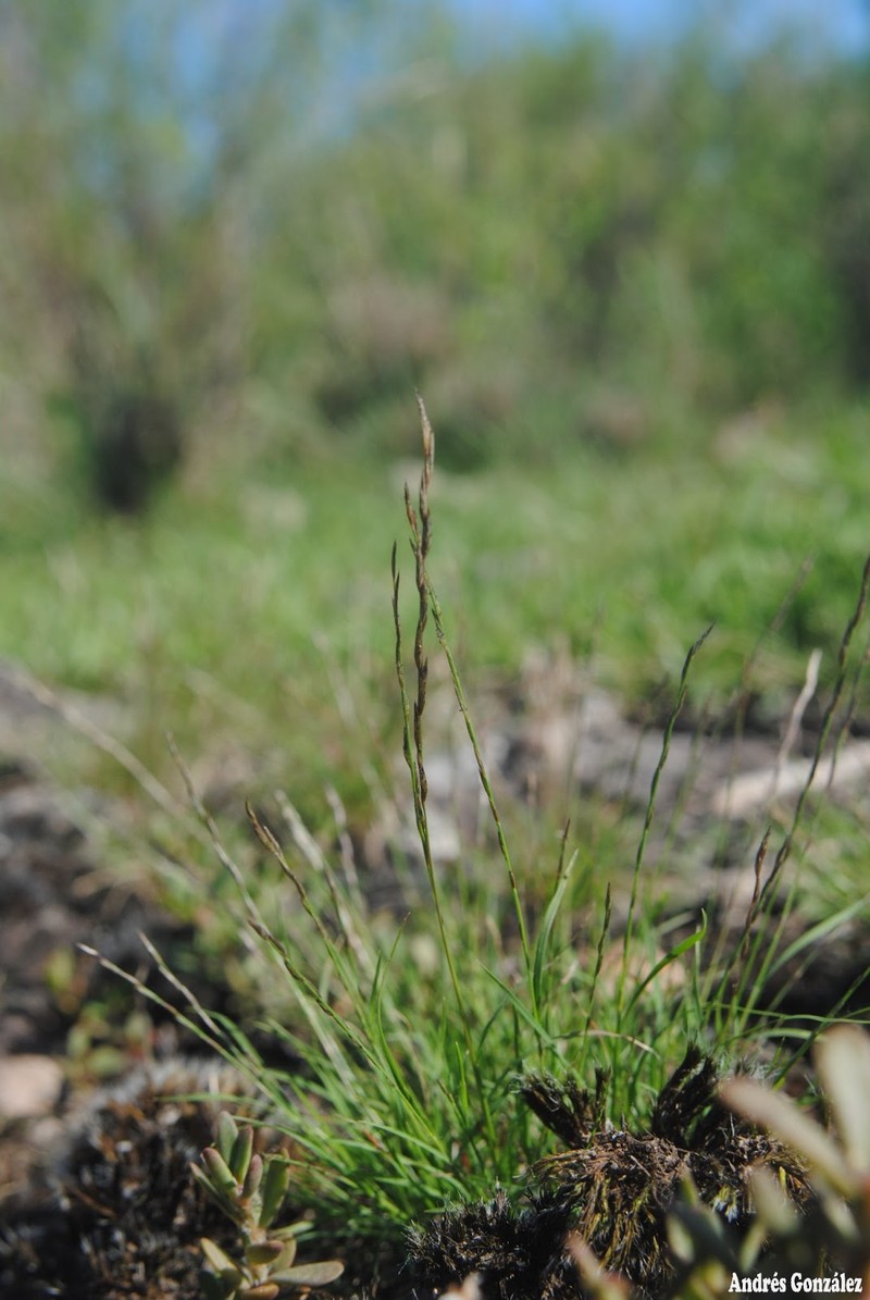 American Fiveminute Grass photo 2