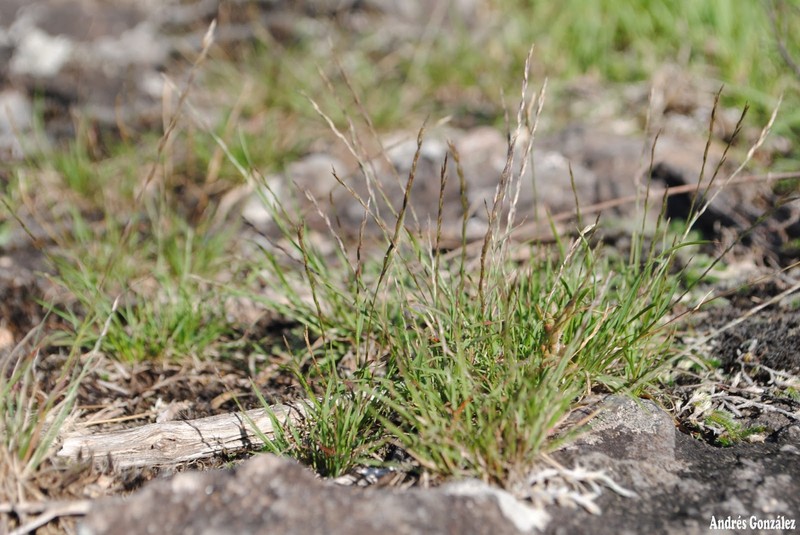 American Fiveminute Grass photo 3