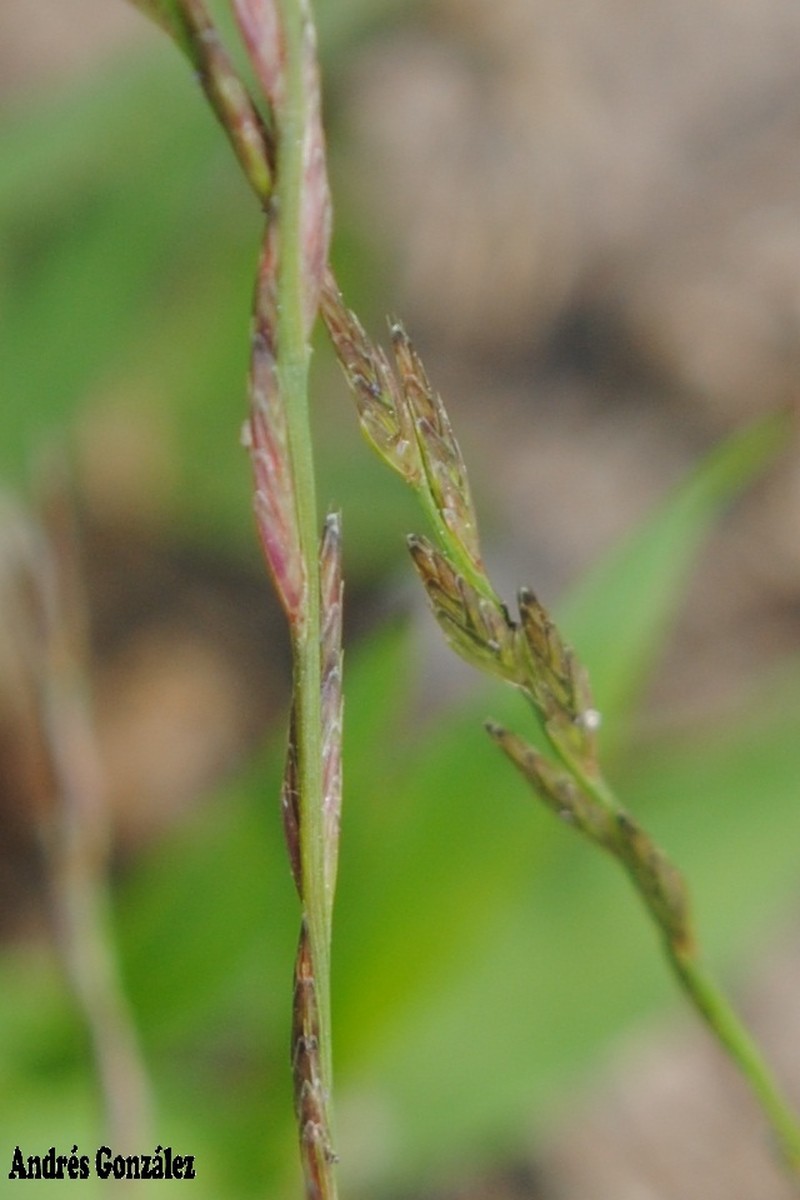 American Fiveminute Grass photo 4