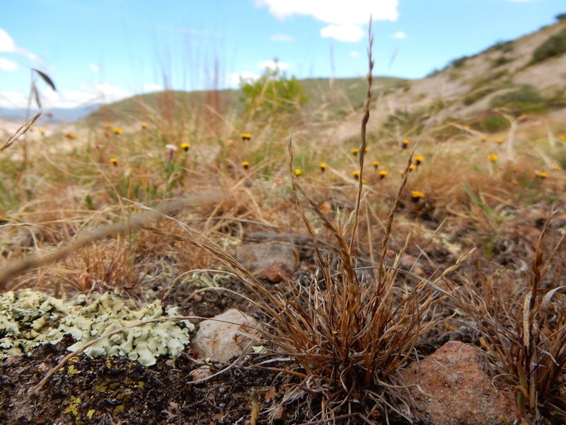 American Fiveminute Grass