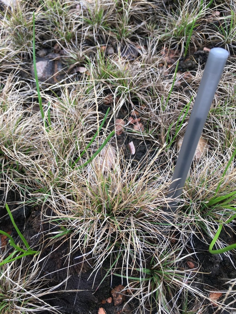 American Fiveminute Grass photo 2