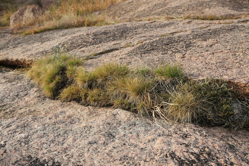American Fiveminute Grass photo 4