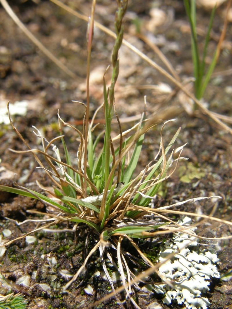 American Fiveminute Grass photo 5
