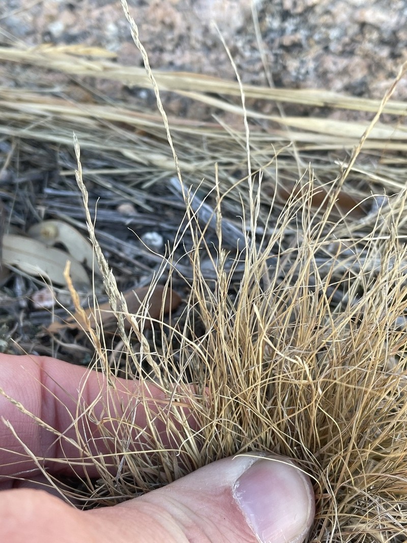 American Fiveminute Grass photo 6