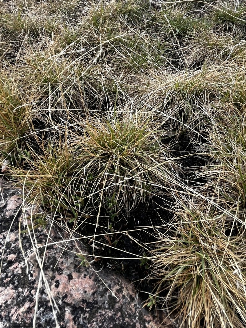 American Fiveminute Grass photo 7
