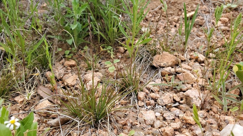American Fiveminute Grass photo 8