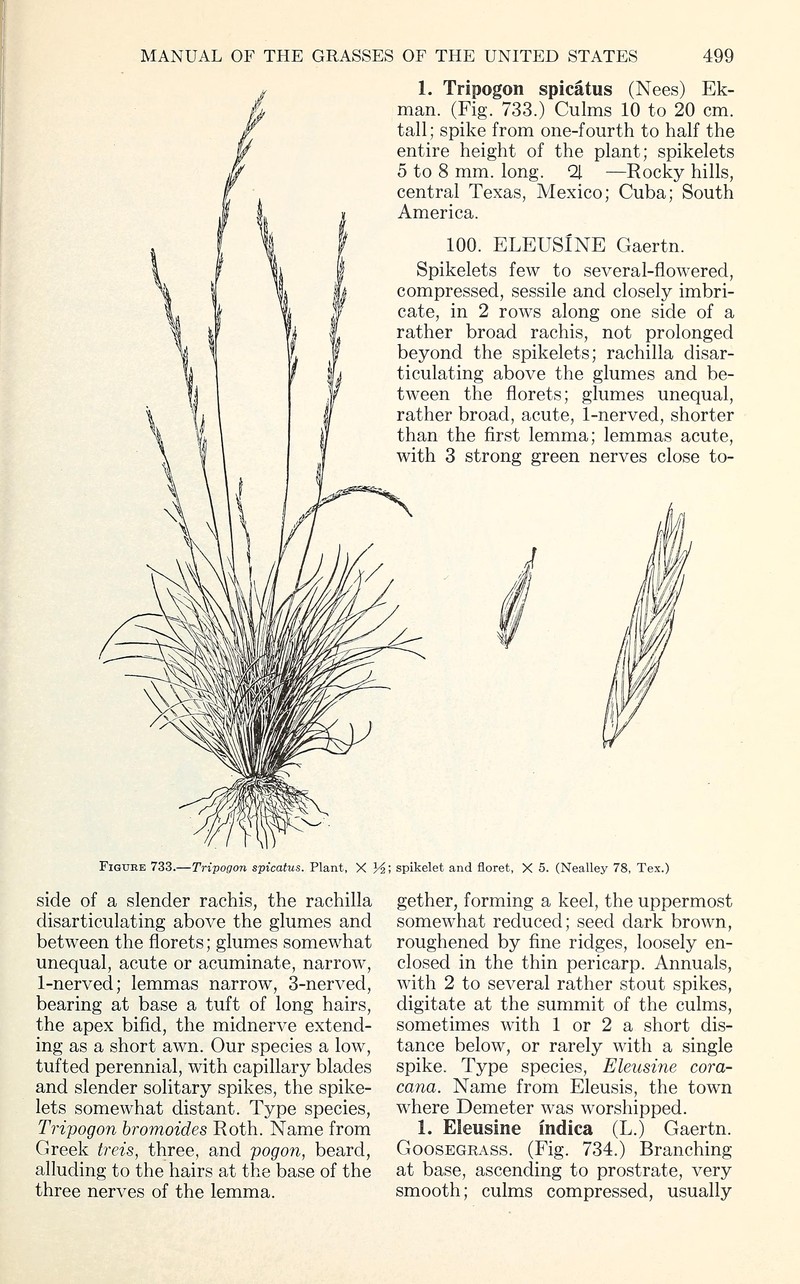 American Fiveminute Grass