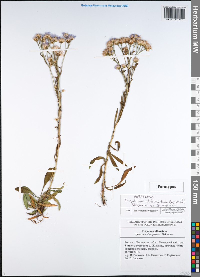 Tripolium albosetum