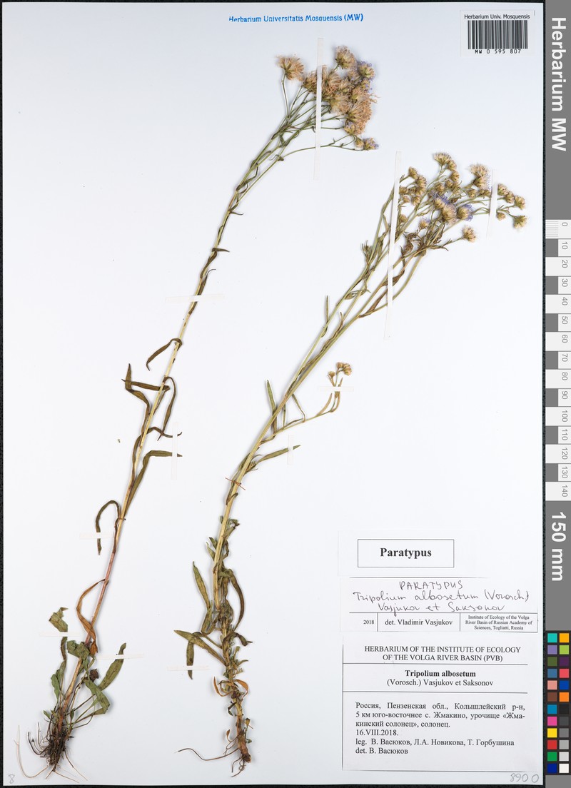 Tripolium albosetum photo 2