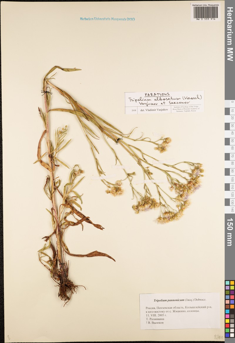 Tripolium albosetum photo 3