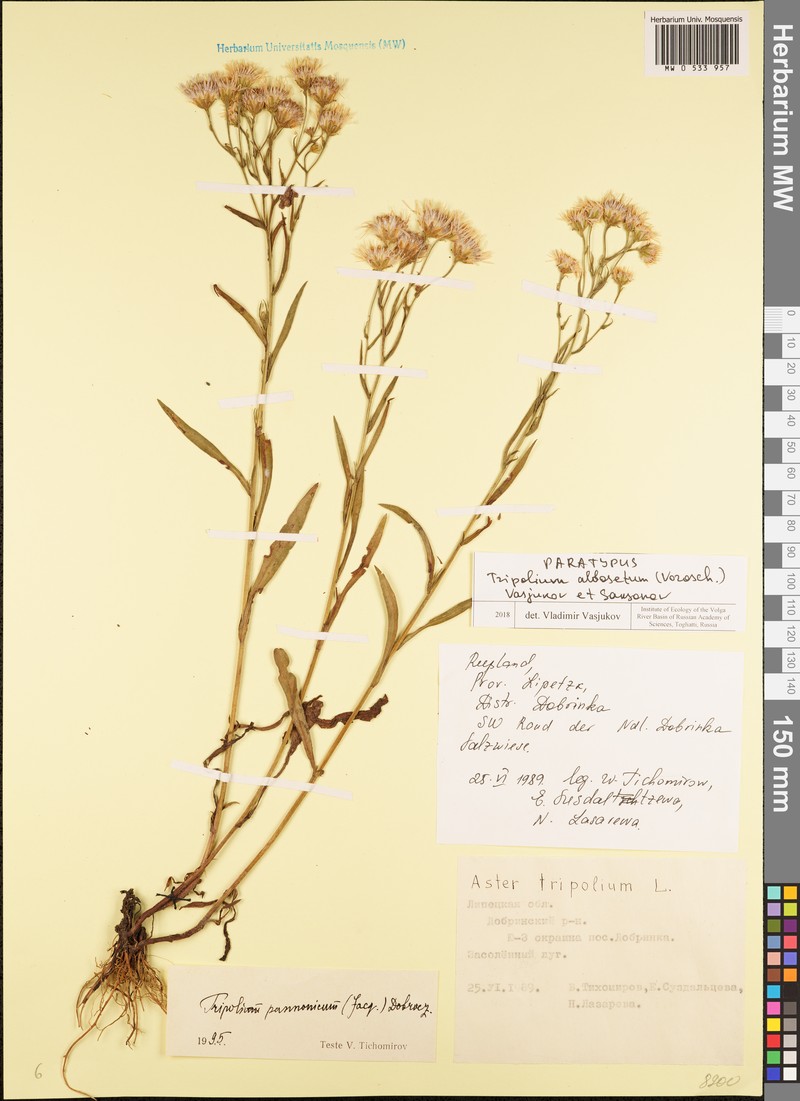 Tripolium albosetum photo 4