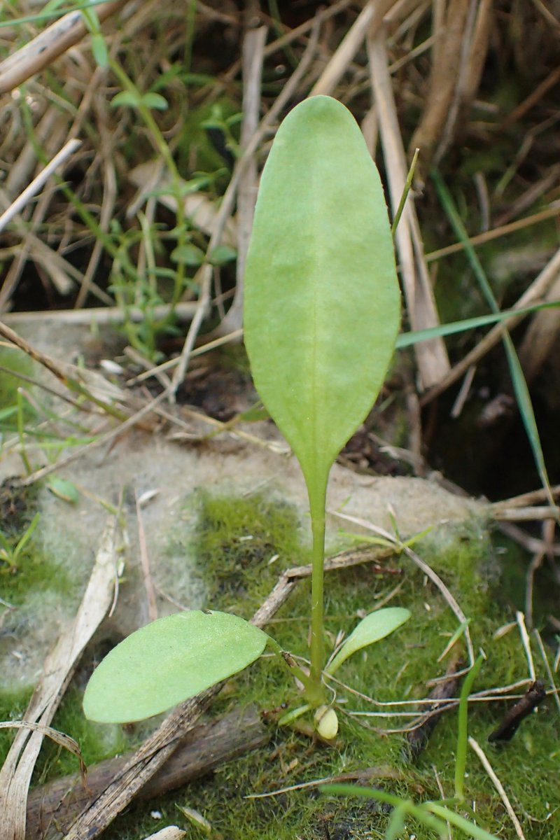 Sea Aster photo 5