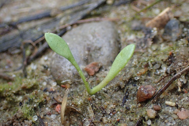 Sea Aster photo 6