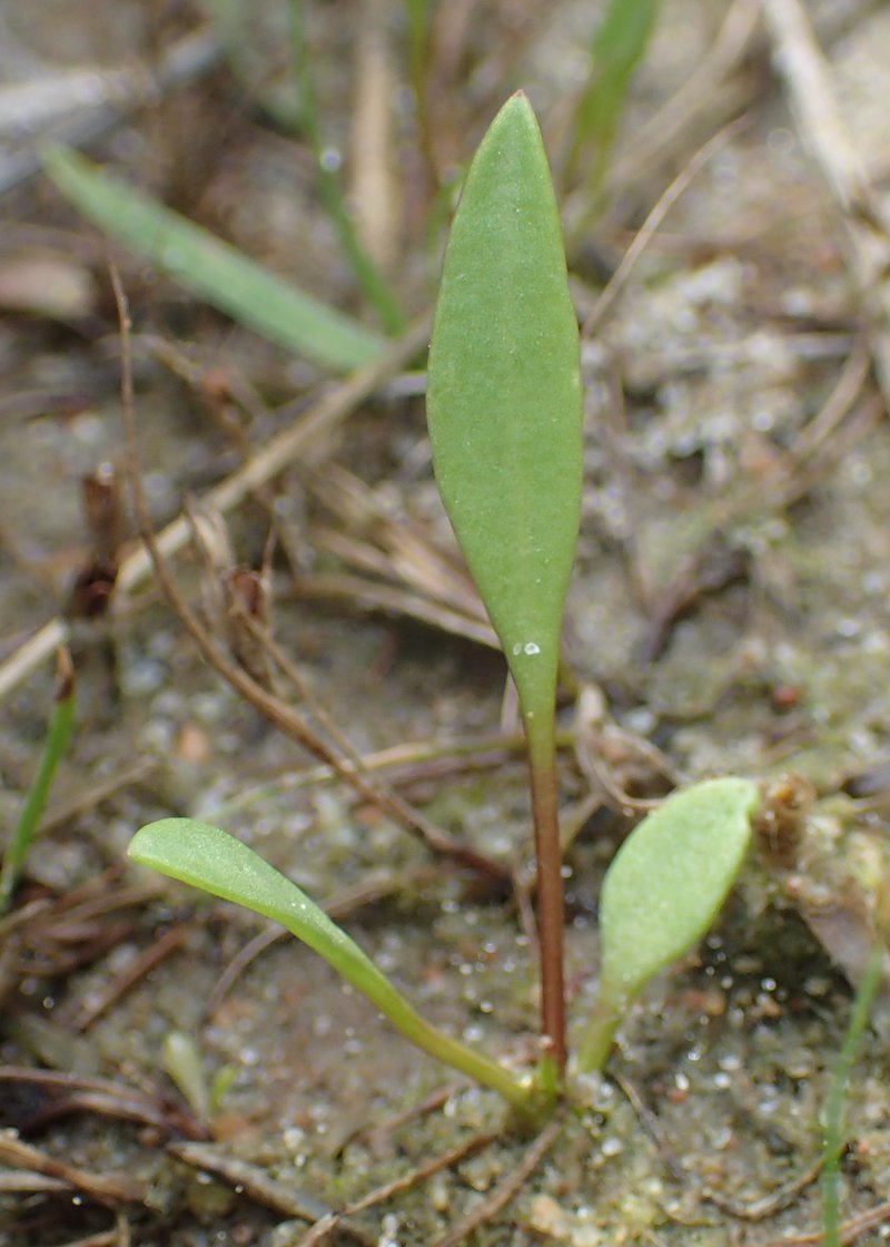 Sea Aster photo 7