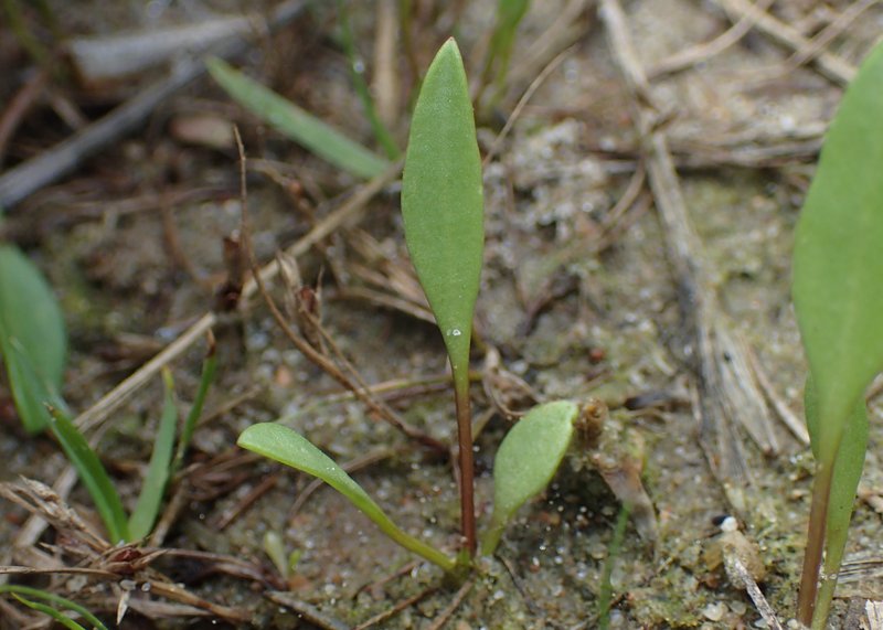Sea Aster photo 8
