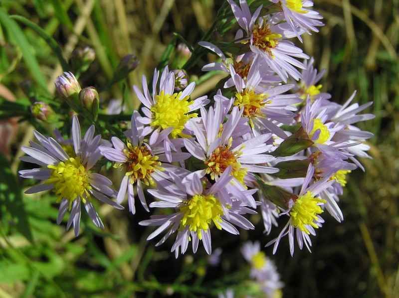 Sea Aster photo 2