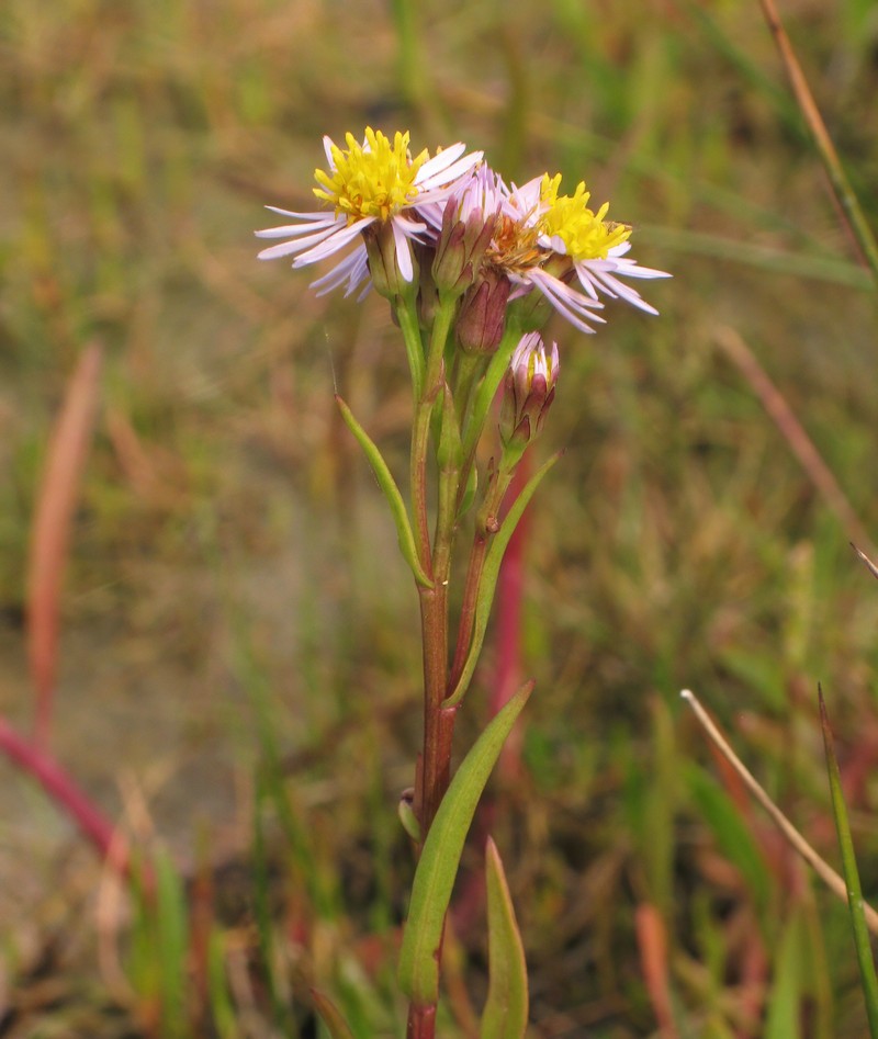 Sea Aster photo 3