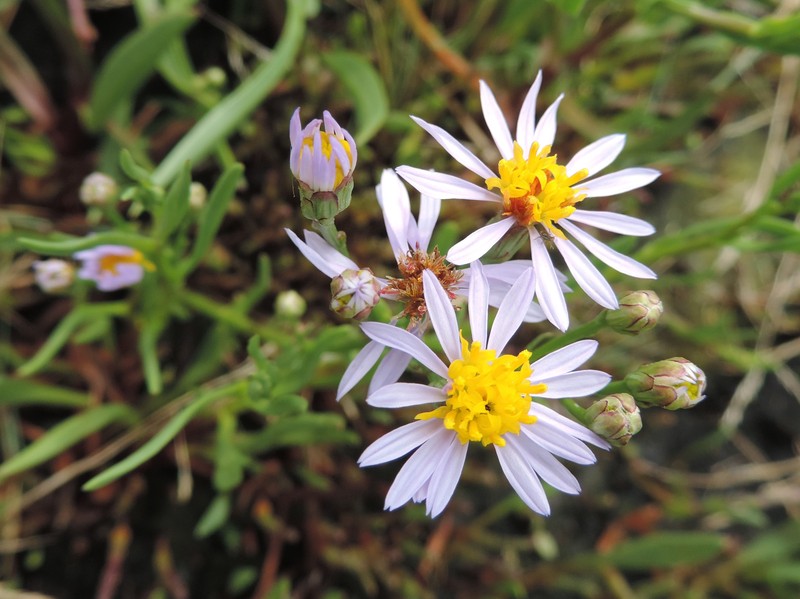 Sea Aster photo 4