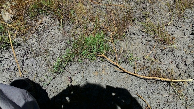 Tripolium sorrentinoi photo 2