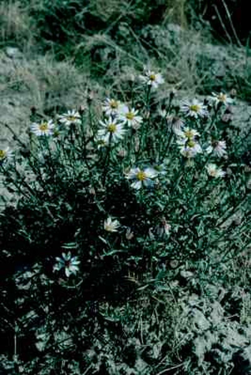 Tripolium sorrentinoi
