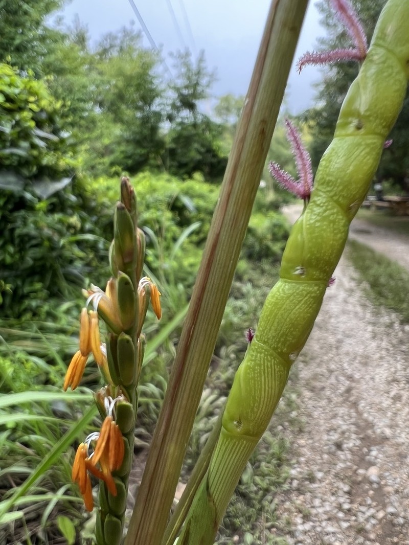 Eastern Gamagrass photo 2