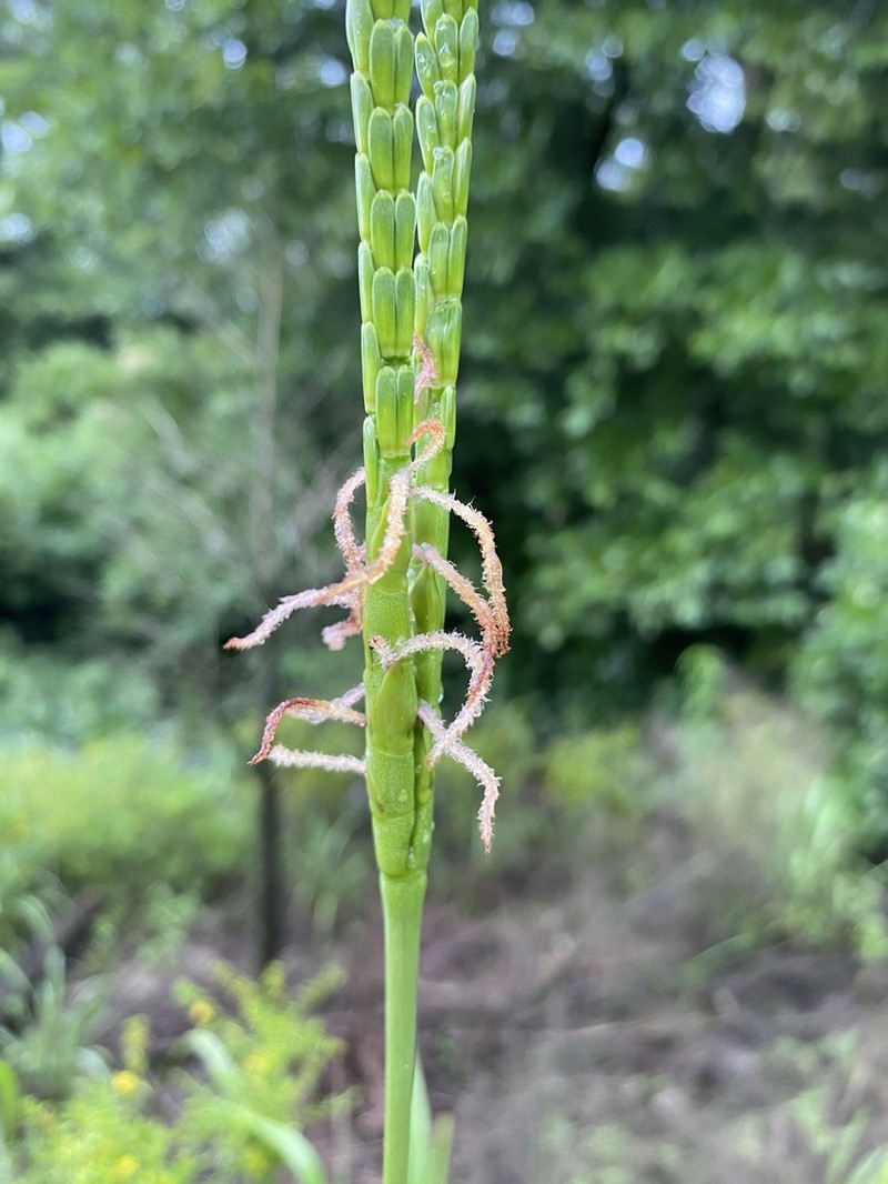 Eastern Gamagrass photo 3