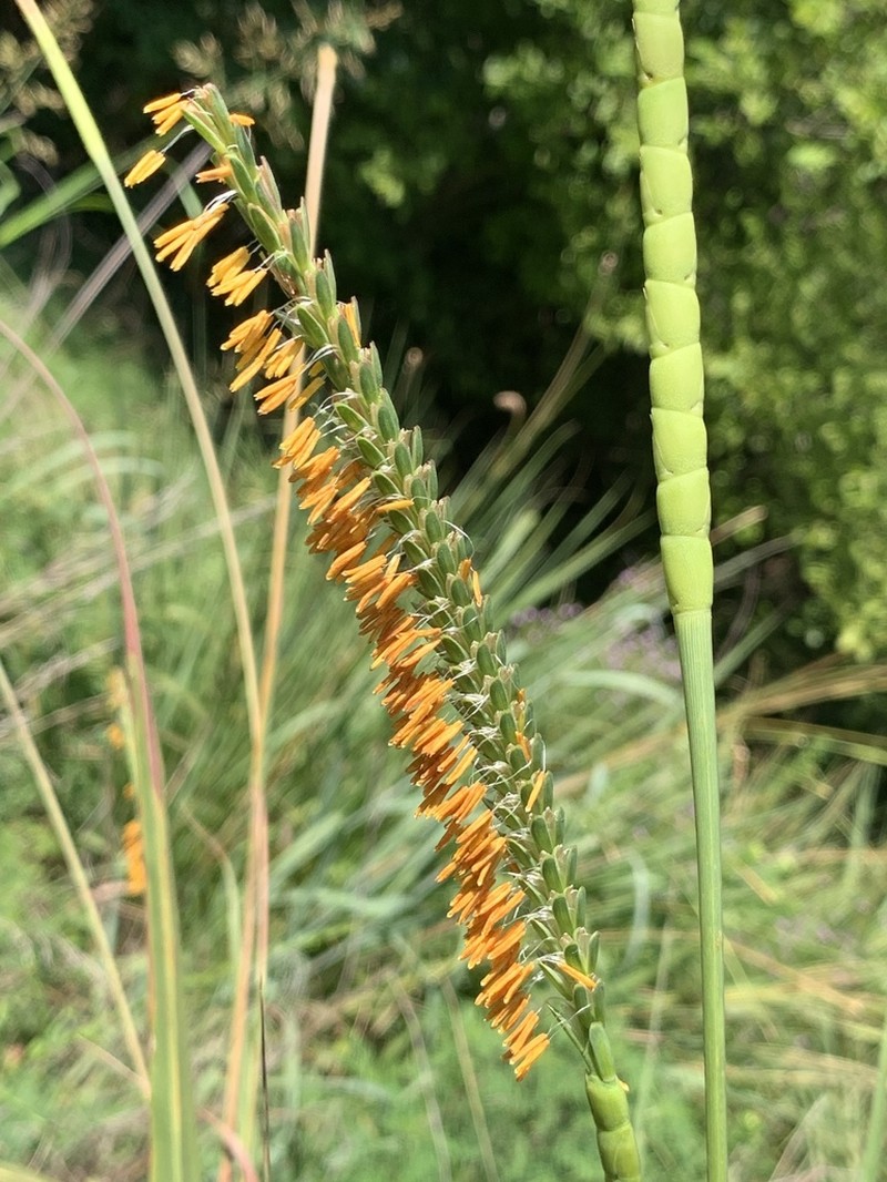 Eastern Gamagrass photo 4