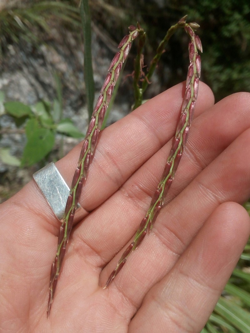 Eastern Gamagrass photo 5