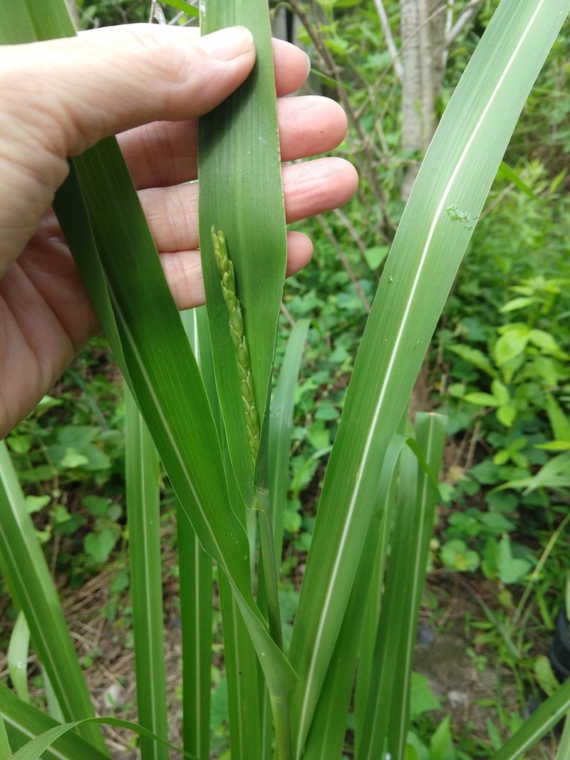 Eastern Gamagrass photo 6