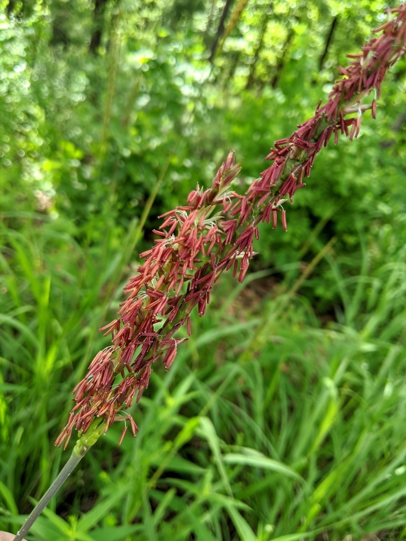 Eastern Gamagrass photo 7