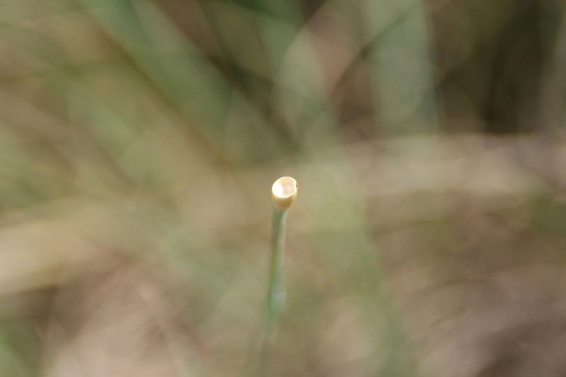 Eastern Gamagrass photo 2
