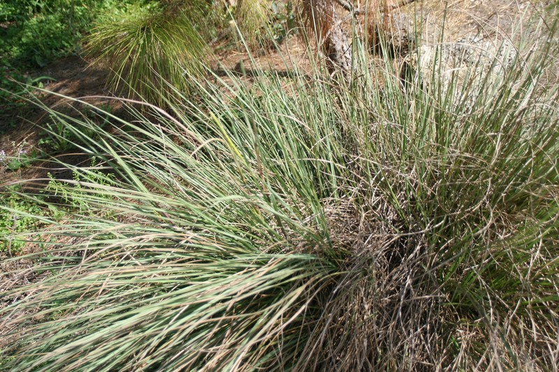 Eastern Gamagrass photo 3