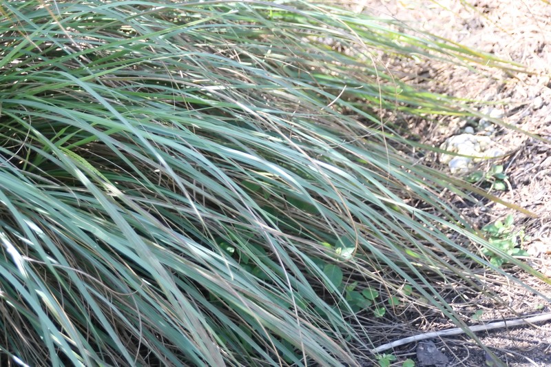 Eastern Gamagrass photo 4