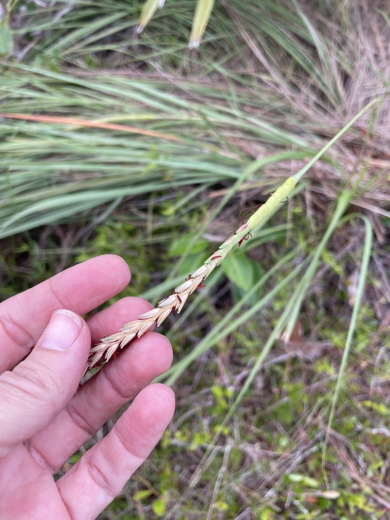 Florida Gamagrass