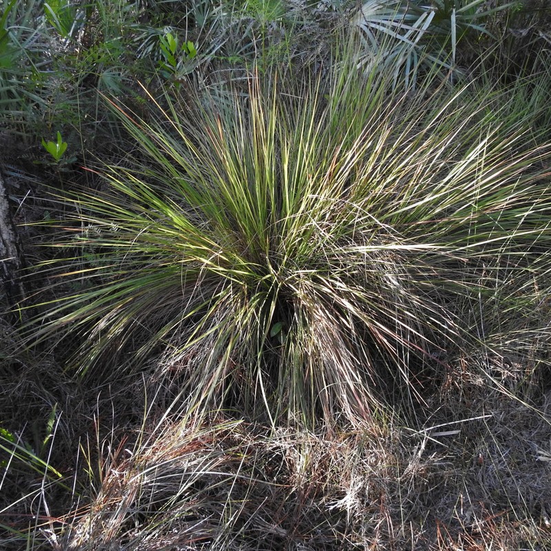 Florida Gamagrass photo 2