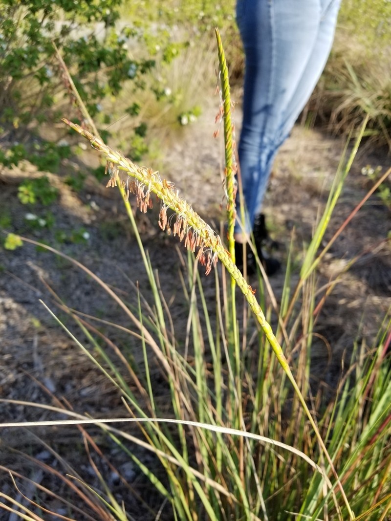 Florida Gamagrass photo 3