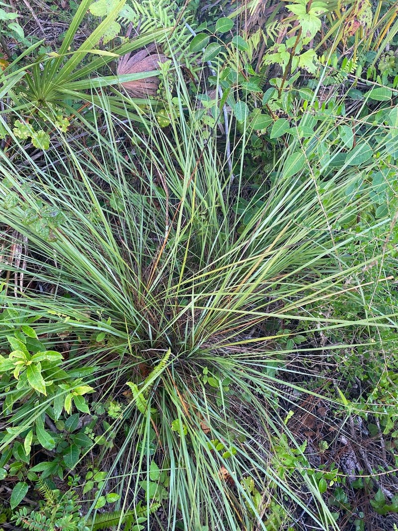 Florida Gamagrass photo 4