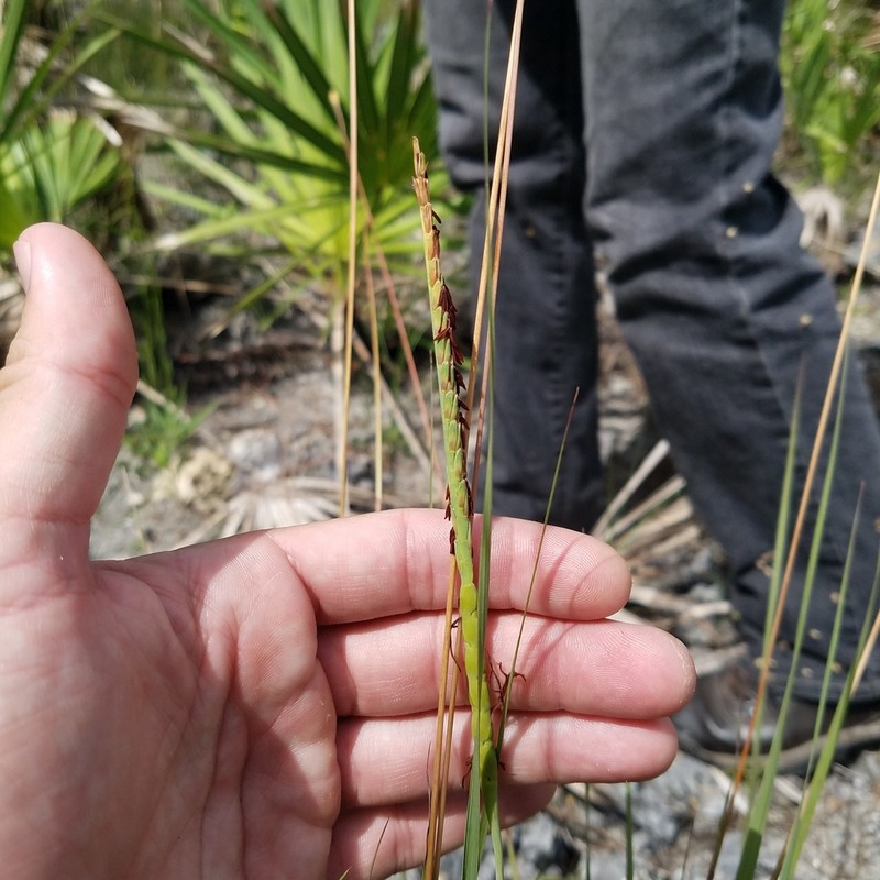 Florida Gamagrass photo 5