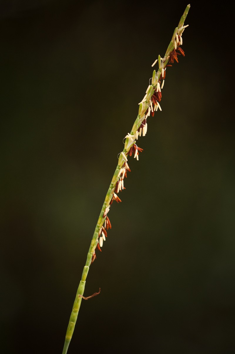 Florida Gamagrass photo 6