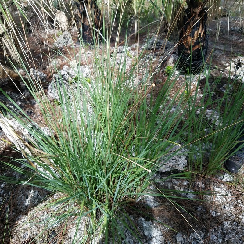 Florida Gamagrass photo 7