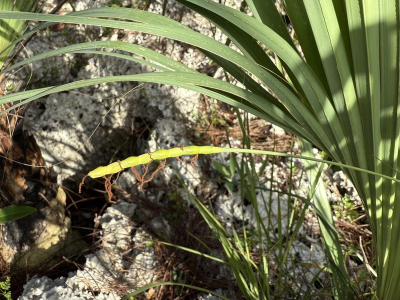 Florida Gamagrass photo 8