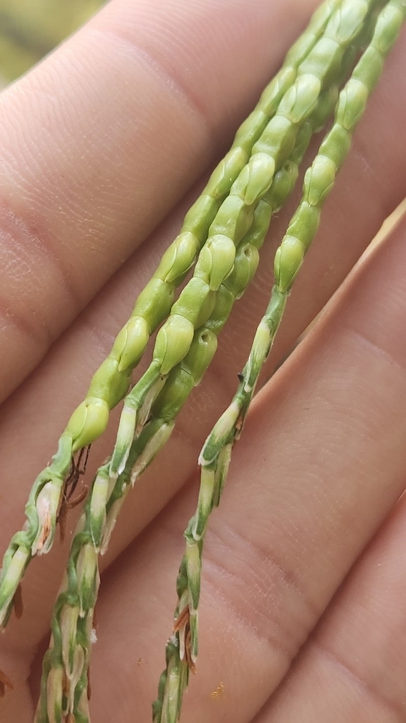 Mexican Gamagrass