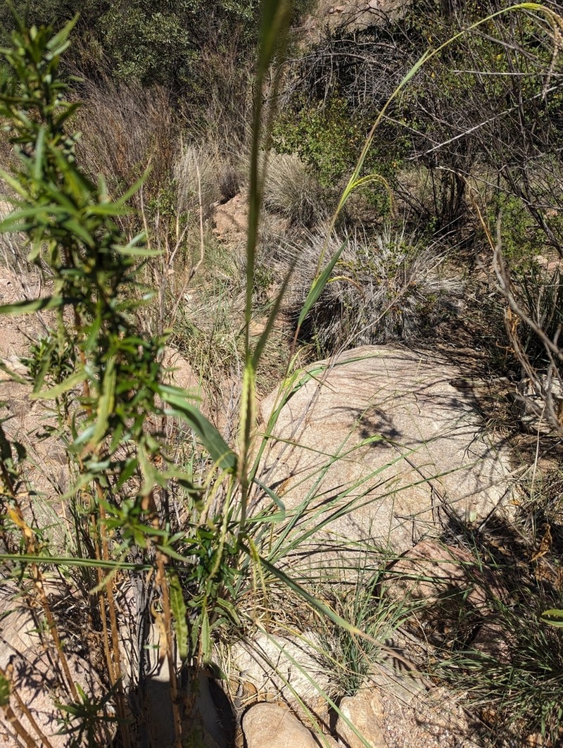 Mexican Gamagrass photo 2