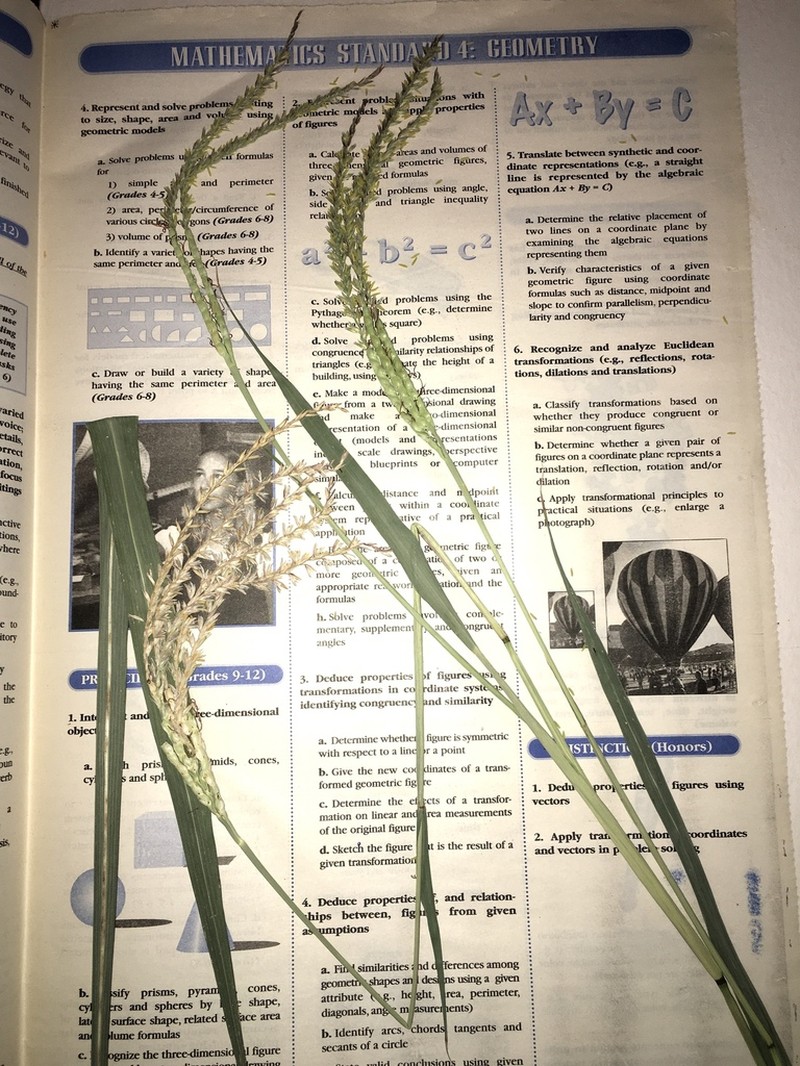 Mexican Gamagrass photo 3